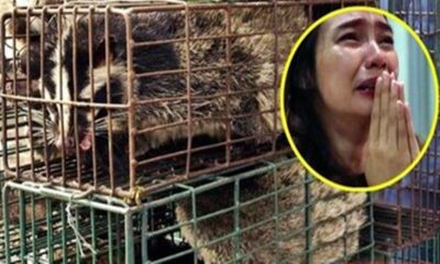 Coronavirüs bitmeden 18 yeni virüs.. Sıfır noktası yine Wuhan..