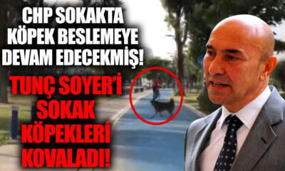 “Sokakta köpek beslemeye devam edeceğim” diyen Tunç Soyer’i, sokak köpekleri kovaladı!. (video haber)