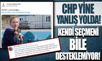 CHP’li belediyelerin sokak köpeklerine desteğine seçmenlerinden sert tepki..