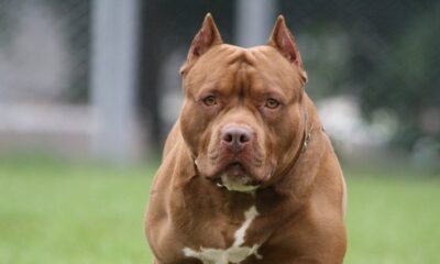 30 bin Pitbull ihbarı, 1740 adli işlem yapıldı!.