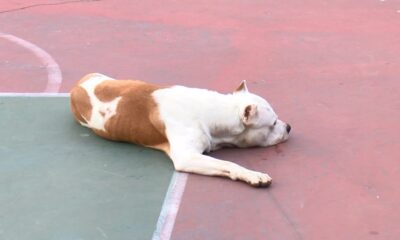 İstanbul’da pitbull saldırısı! 2 yaralı..