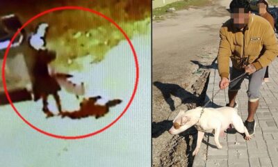 Bir pitbull saldırısı daha! 13 yaşındaki çocuk hastaneye kaldırıldı!.