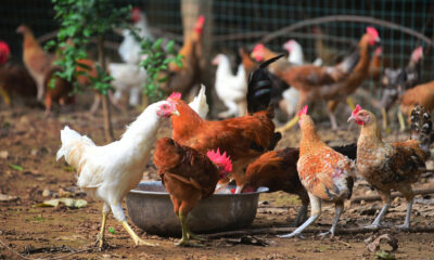 Yumurtadan çıkıp 40 günde şişirilerek satılan hastalıklı tavuklar yerine yüzde 50 daha ucuza köy tavuğu alıp yiyin!.