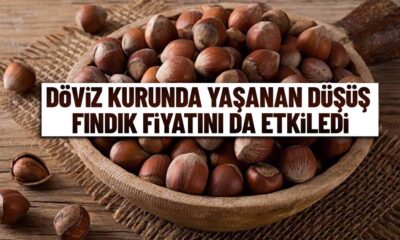 Fındık fiyatlarında sert düşüş!.