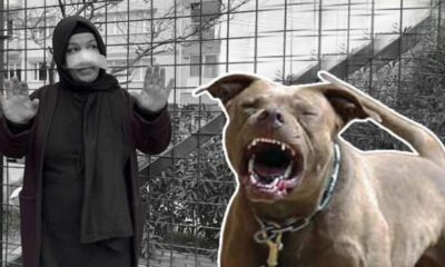 İzmir’de yürüyüş yapan kadına pitbull saldırdı!.
