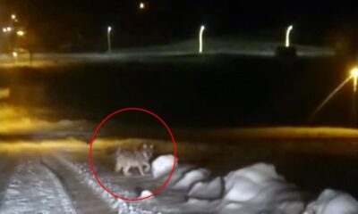 Hakkari’de aç kurt şehre indi!.