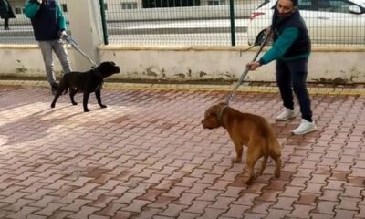 Gaziantep’teki pitbull saldırısında 2 tutuklama..