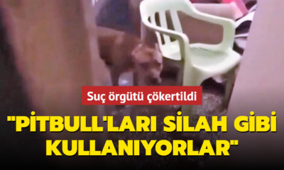 Batman’da pitbull cinsi köpekleri silah olarak kullanan 23 kişilik suç örgütü çökertildi!.