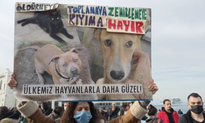 İstanbul’da bir garip eylem!. “Sokak Köpeğime Dokunma!.”
