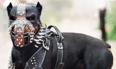 Tehlikeri ırk köpekleri olup kayıt yaptırmayanlar için son gün!. Kanuna uymayanlar yandı!.