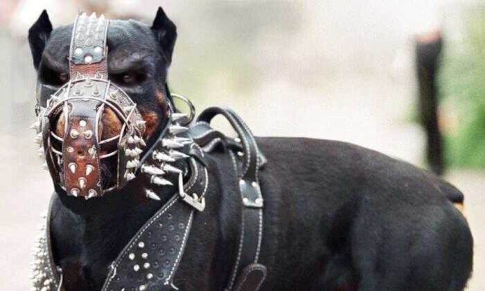 Tehlikeri ırk köpekleri olup kayıt yaptırmayanlar için son gün!. Kanuna uymayanlar yandı!.