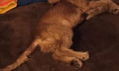 Köpeğe tecavüz eden sapık kameralarda!.