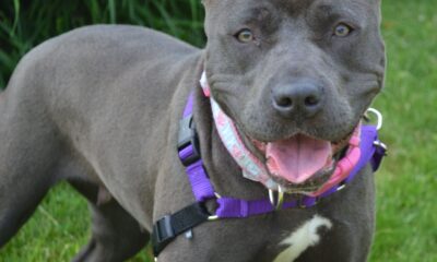 Gelen ağır yaptırımlardan sonra barınaklar Pitbull köpekleriyle doldu!.