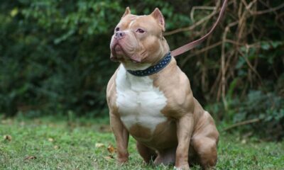 Yasaklı 6 köpek ırkının kayıt altına alınması için son 3 gün!. Bildirmeyene 15 bin lira para cezası verilecek!.
