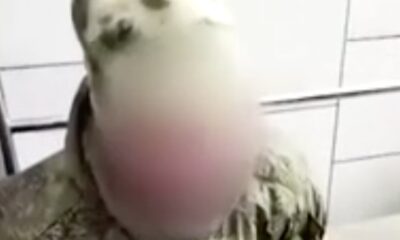 Esir düşen Rus askerinden tanıdık palavra!. “Tatbikat Var Dediler Geldik!.”