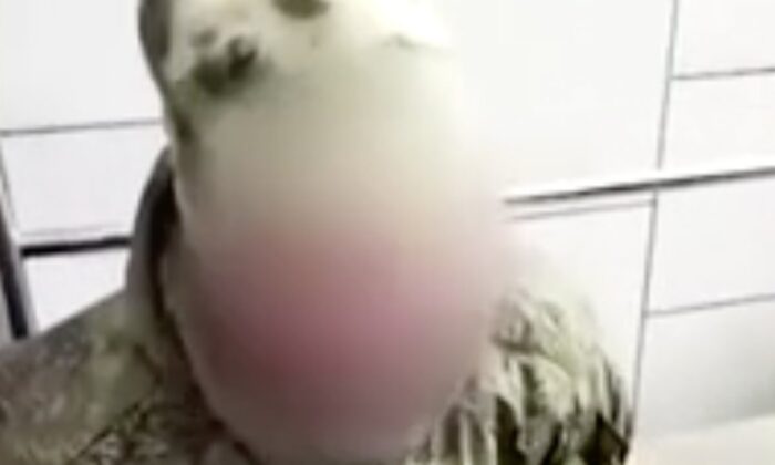 Esir düşen Rus askerinden tanıdık palavra!. “Tatbikat Var Dediler Geldik!.”