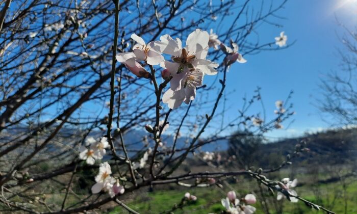 PKK’nın yaktığı ormanlar yeşermeye başladı…