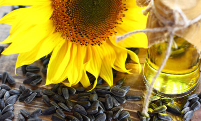 Kıtlık kapıya dayanınca devlet aklını başına aldı!.