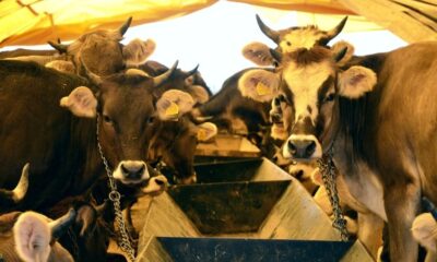 İl il güncel kurbanlık fiyatları..