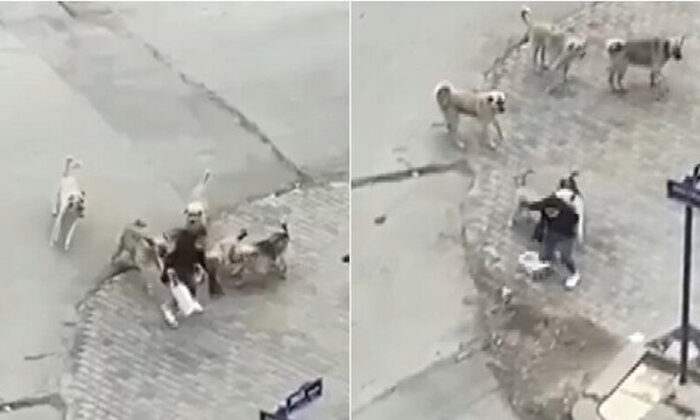 Ankara’da başıboş köpekler yolda yürüyen genç kıza saldırdı!.