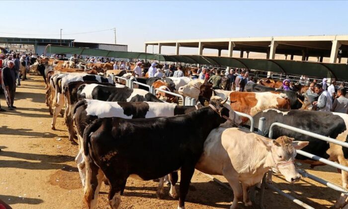 İstanbul’a kurbanlık hayvanların giriş tarihi belli oldu!.
