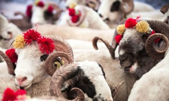 Küçükbaş hayvan fiyatları ne kadar?. 2022 küçükbaş kurbanlık fiyatları..