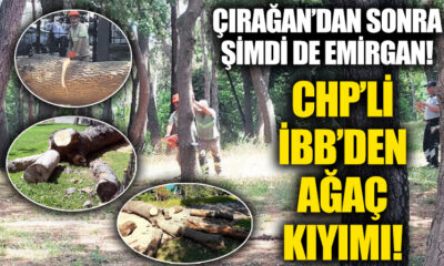 İBB’nin Emirgan Korusu’nda ki ağaç kıyımı böyle görüntülendi!.
