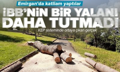 İBB’nin tebligat yalanı tutmadı! Emirgan’da ağaç katliamı yaptılar!.