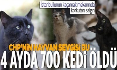 Büyükada’da salgın! 4 ayda 700 kedi Feline Enfeksiyoz Peritonit (FIP) hastalığından öldü!. Hayvanseverler CHP’li belediyeye isyan etti!.