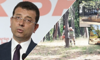 Ağaç kıyımı yapan İmamoğlu’ndan milletin aklıyla alay eden açıklama! İstanbul’u yeşille buluşturmuş!.