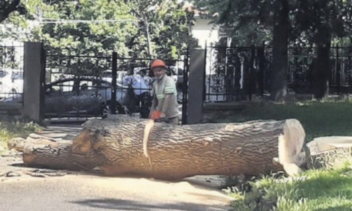 İBB’nin Emirgan Korusu’ndaki ağaç katliamına para cezası..