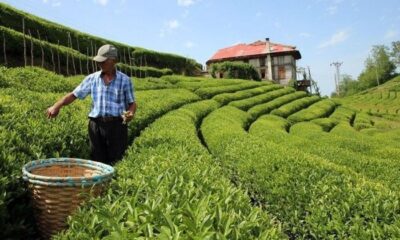 Çay üreticisine 749,4 milyon lira budama tazminatı ödemesi başladı!.