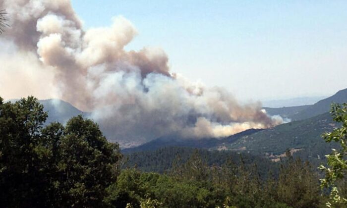 Balıkesir’de orman yangını..