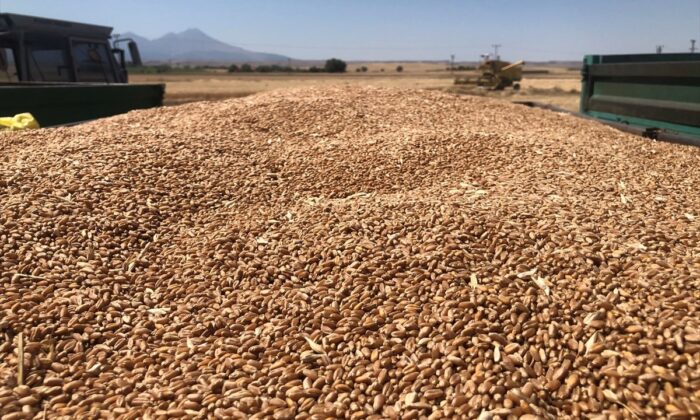 Aksaray’da yerli ve milli yeni buğday hasat edildi!.