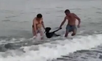 Bayramın ilk firari kurbanlıkları..