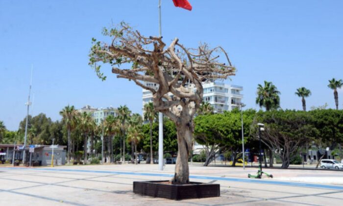 Özgecan Aslan Barış Meydanı’ndaki ağacı, CHP’li belediye personeli zehirlemiş!.