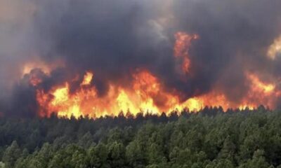 Cezayir’de orman yangını! Can kaybı 41’e yükseldi!.