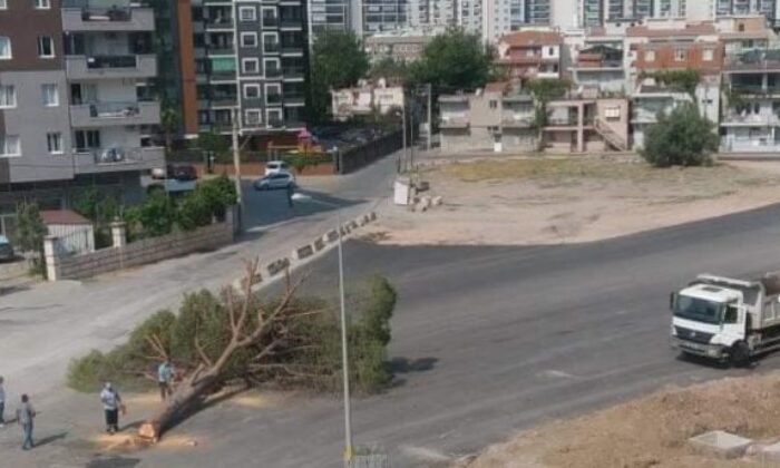 İzmir Büyükşehir Belediyesi’nden ağaç katliamı! Yarım asırlık çam ağacını kestiler!.