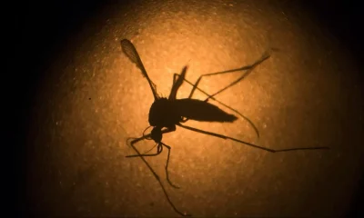 İstanbul’da yeni aedes tehdidi! Vatandaşlar çözüm bekliyor!.