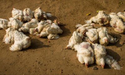 İngiltere’de kuş gribi paniği..