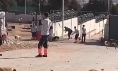 Konya’daki hayvan bakımeviyle ilgili Bakanlıktan karar..