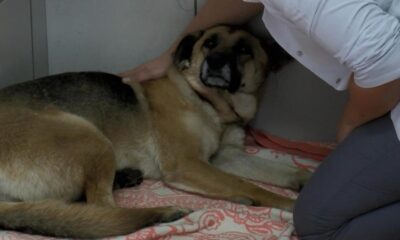 Sarıyer’de köpeği boğmaya çalışan saldırgan tekrar gözaltına alındı!.
