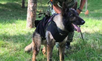 Meksika’nın arama köpeği enkaz altında kaldı!.