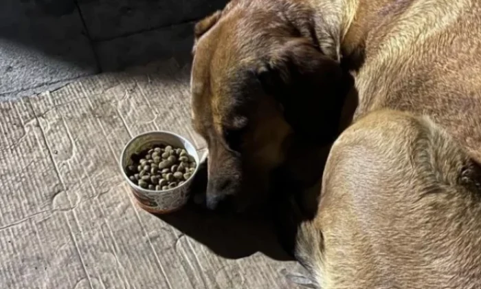 Hatay’da sahibini kaybeden köpek, depremden sonra yemeden içmeden kesildi!.