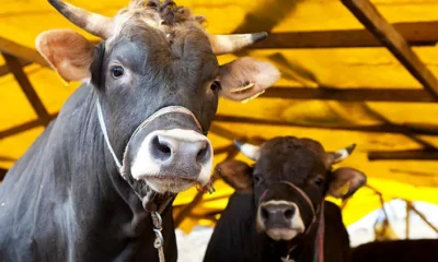 2023 yılı kurban fiyatları belli oldu!.