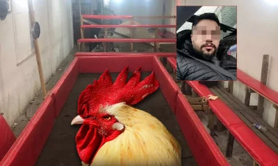 Hayvanları Koruma Derneği Başkanı horoz dövüşçüsü çıktı!.