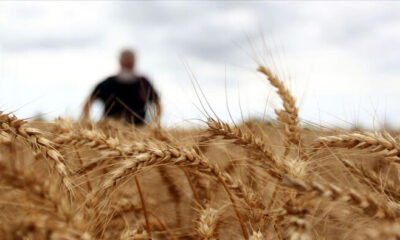TMO’nun hububat satış fiyatları belli oldu!.