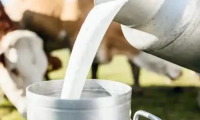 Çiğ süte zam geldi!.