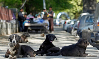İstanbul Valiliği başıboş sokak köpeklerini toplatacak!.