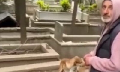 İBB’nin denetim yapmadığı mezarlıklara konulan köpek kulübeleri tepkilere neden oldu!.